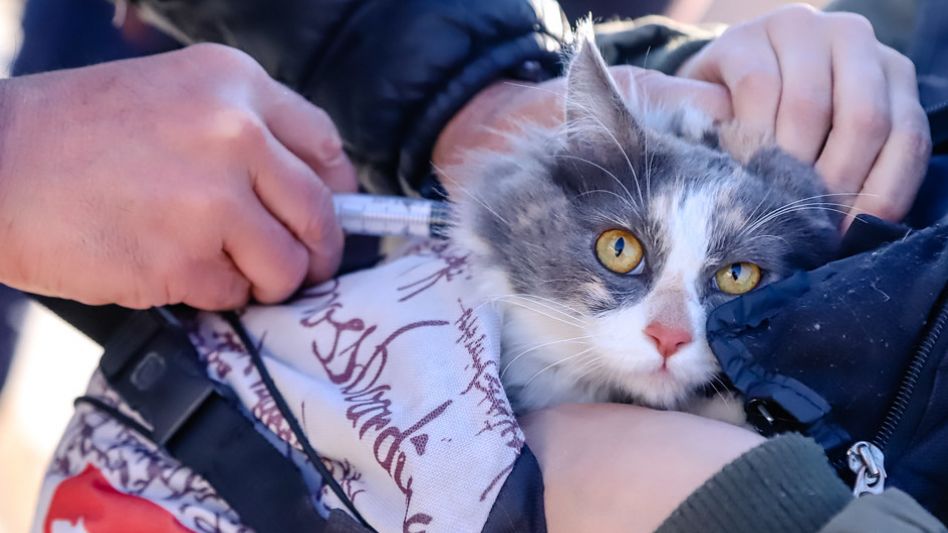Alerta en Suárez: hay un caso sospechosos de rabia humana y vacunan mascotas