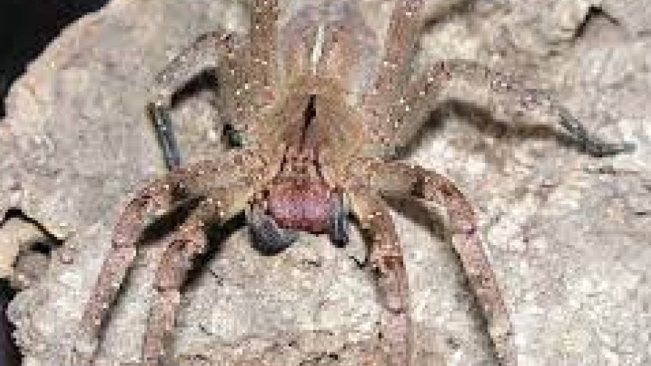 Una araña gigante cuya picadura provoca erección y muerte aterroriza Mar del Plata
