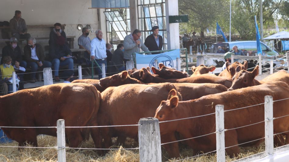 Las vaquillonas preñadas de la cabaña azuleña que sobresalieron en la Sociedad Rural de Las Flores.