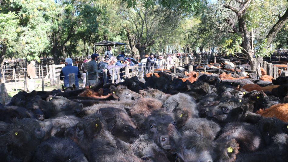  Los corrales de terneros pesados que alcanzaron los máximos en Cacharí