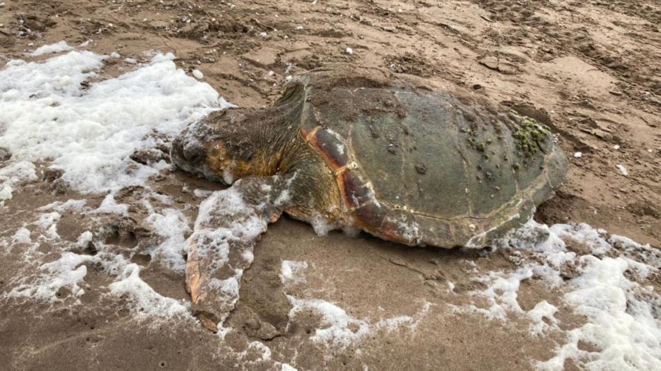 Una tortuga marina de gran tamaño sorprendió a los vecinos de Orense