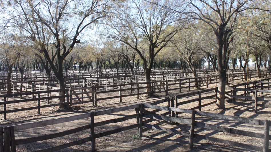 Los corrales vacíos de la Sociedad Rural de Azul