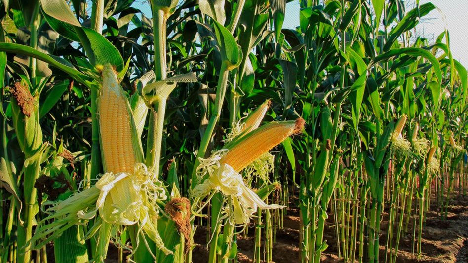 Los productores continúan priorizando la cosecha de soja, y de esta manera relegan las labores sobre el trigo.