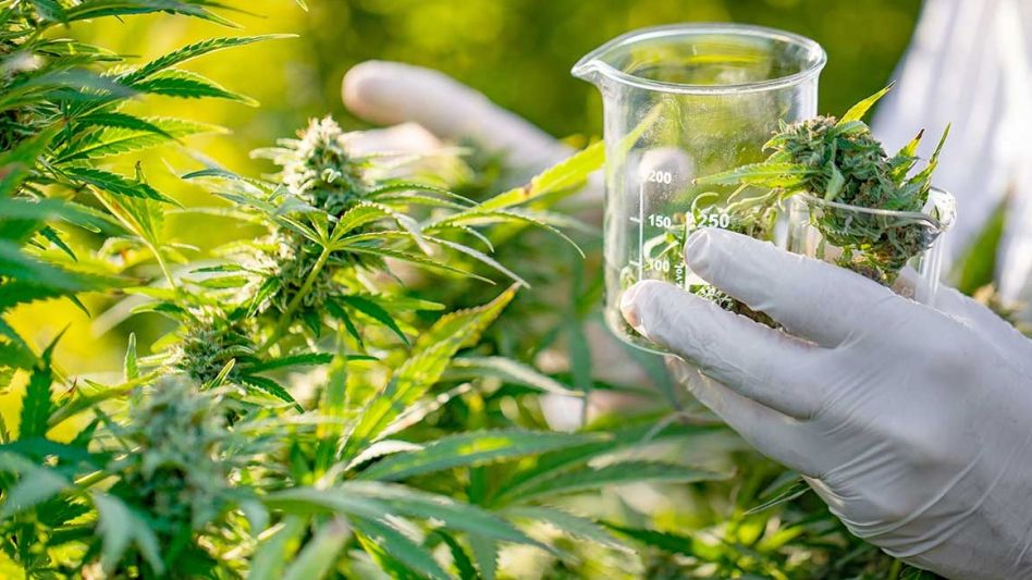 Desde el Gobierno afirman que la industria del cannabis medicinal creará 10.000 empleos