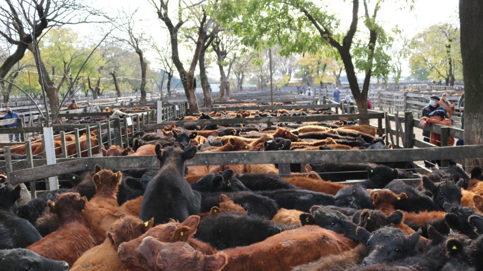La fila Angus que sobresalió en la venta de Néstor I. Goenaga y Cía.