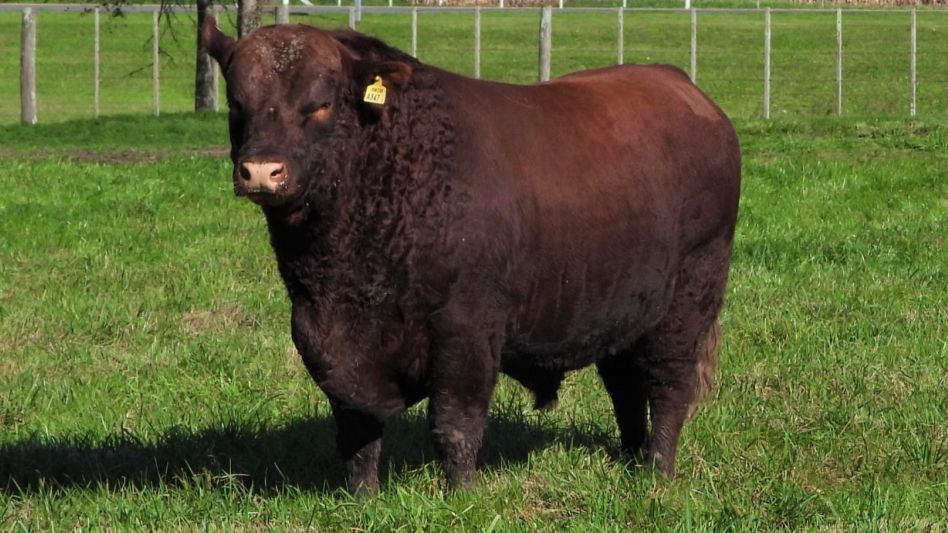 El Angus colorado de Los Cerritos que alcanzó los $420.000 en la venta de ayer