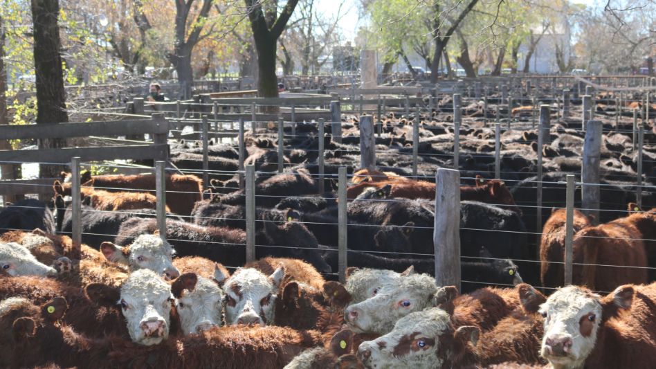 Los corrales llenos en Hourcade Albelo y Cía., donde se afirmó la invernada.
