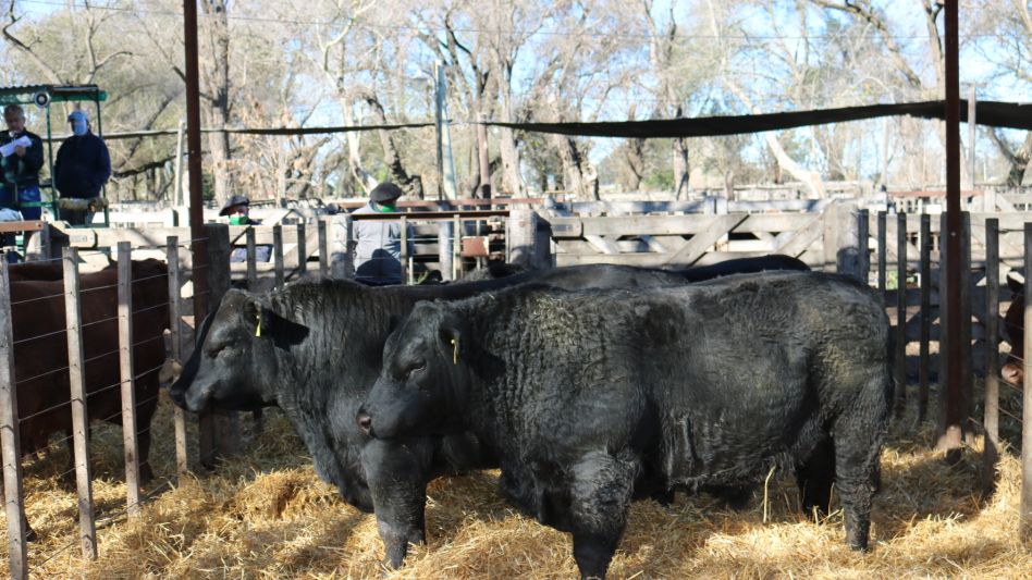 Los toros Angus de Giusti con topes de $360.000.-