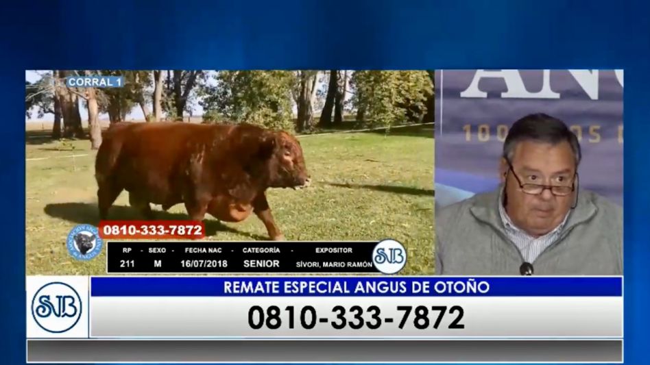 Se pagaron 510.000 pesos por uno de   los ejemplares en la Angus de Otoño 