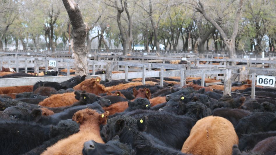 Los terneros Marca Líquida que se distinguieron en la Sociedad Rural de Azul