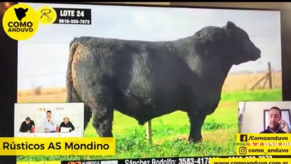 El Angus que se ubicó en 2.300.000 pesos en la venta de Alfredo S. Mondino