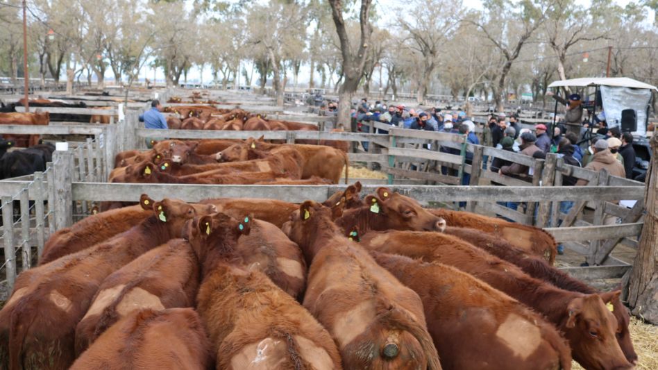 Más de 300 vientres y toda la producción de Don Gino vendida en Azul.