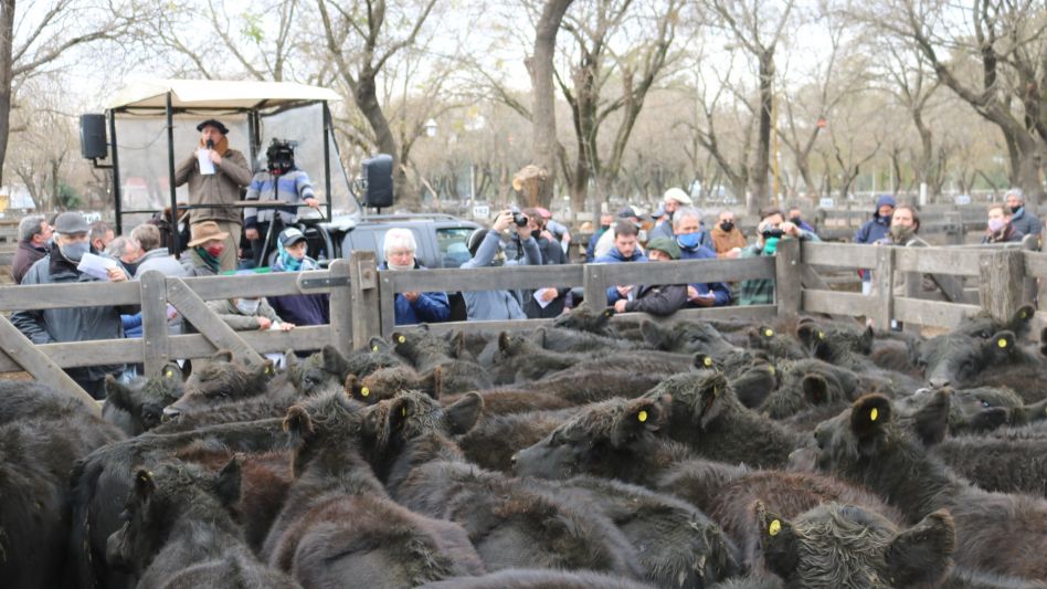 Las vaquillonas de Larralde Agro que compraron para madres en $55.000.