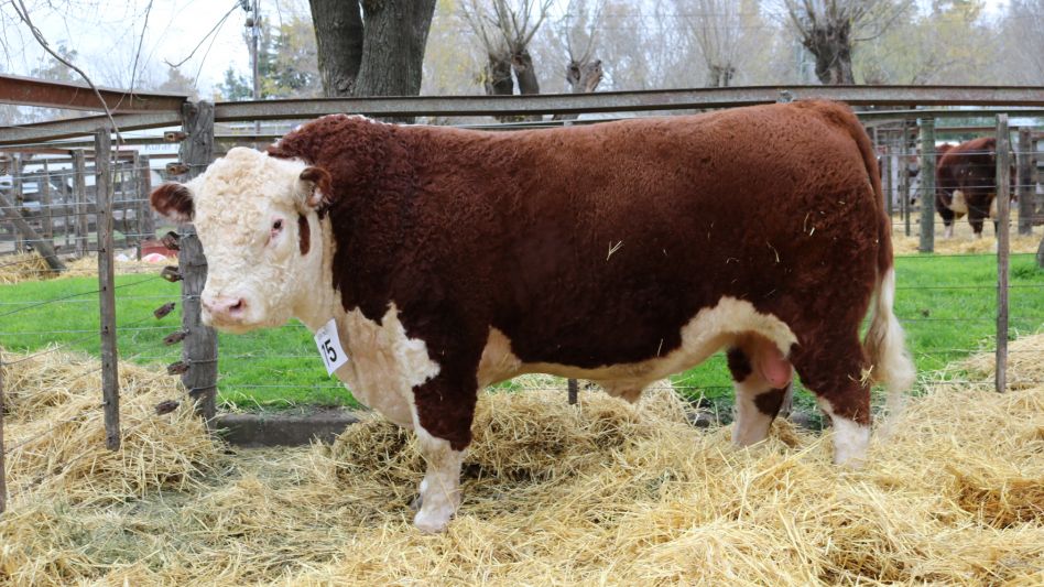 El toro PP que se impuso en Tandil y que adquirió Los Cerritos en $480.000.-