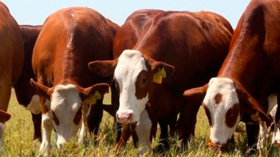 El Ministerio de Agricultura dio inicio a las reuniones destinadas a la elaboración de un Plan Ganadero.