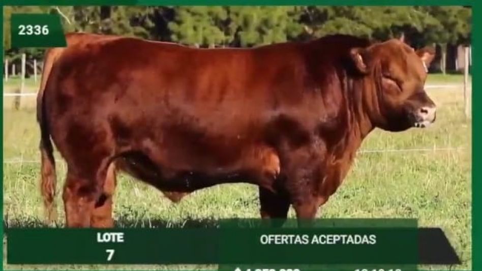 El Angus colorado de La Pastoriza que vendieron en Jáuregui Lorda.