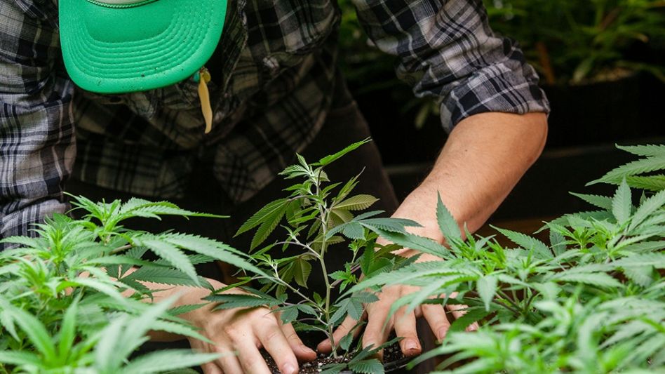 El Senado dio media sanción a la producción industrial del cannabis medicinal