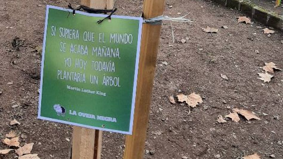  Reemplazaron dos árboles que se robaron del parque