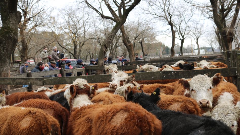 Las vaquillonas que hicieron punta en la Sociedad Rural de Azul.