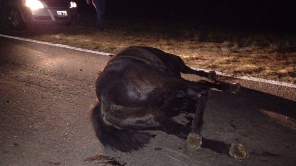  Auto embistió a caballos sueltos en la Ruta 3: dos lesionados