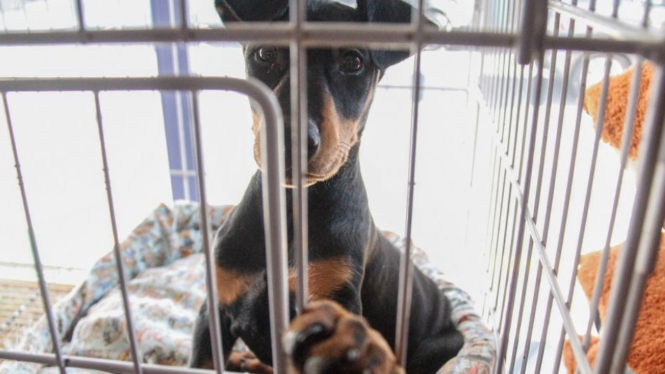  "La tarea en sí nunca se detiene en la   veterinaria y siempre estamos con trabajo"