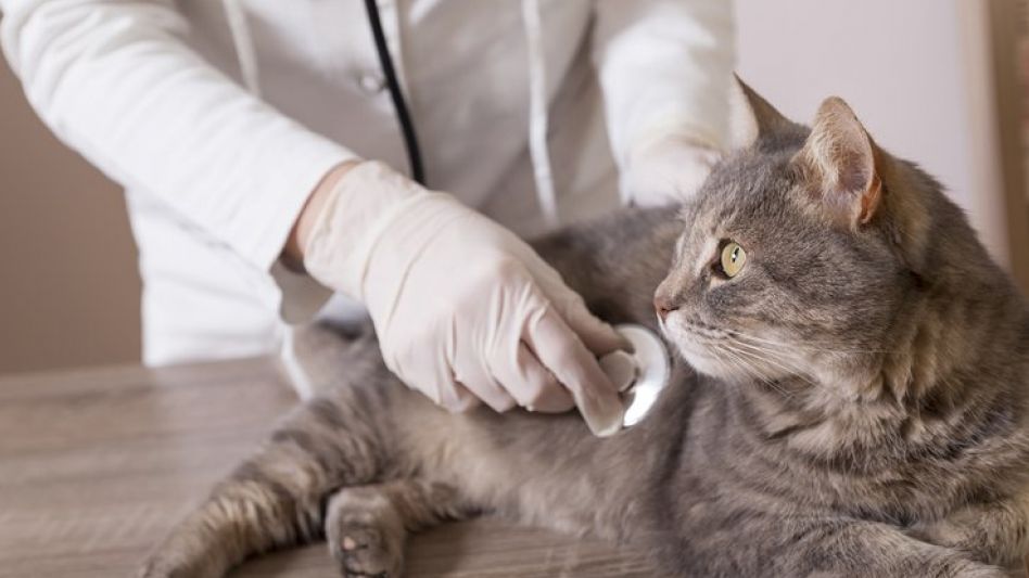 ¿Por qué se celebra hoy el Día del Veterinario?