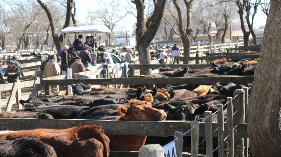 Casi 300 vacas a la balanza y más interés en la venta de Néstor I. Goenaga y Cía. 