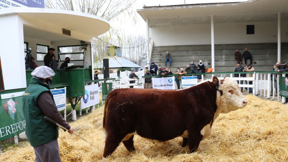 La Nacional Hereford de Primavera se efectuará en nuestra ciudad junto a la raza Shorthorn. 