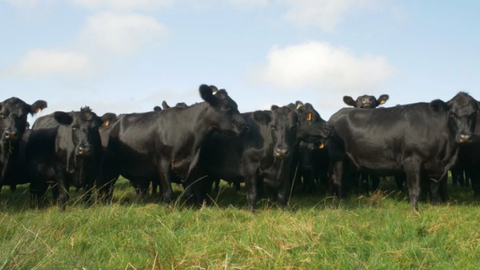 Le entraron a su campo, le robaron 14 animales y huyeron