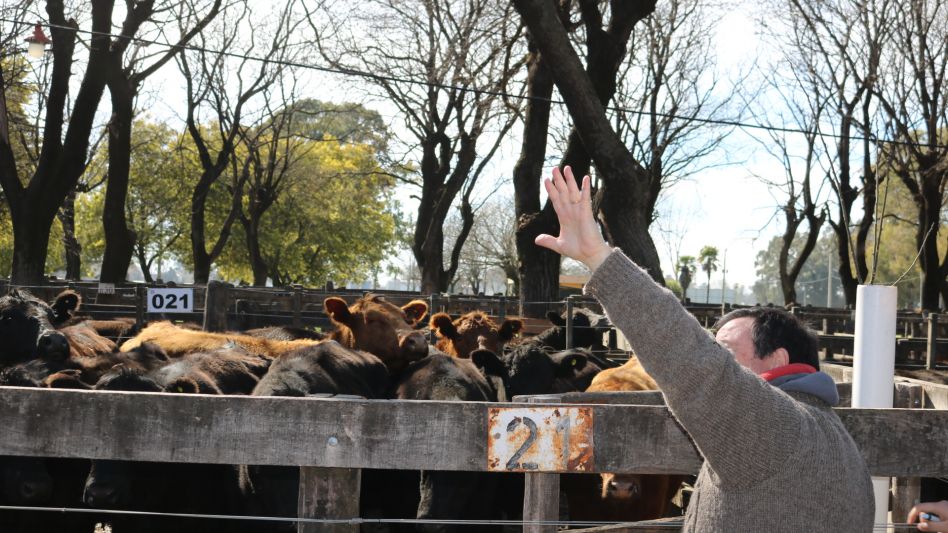 Sigue el interés por las vacas de manufactura y conserva con un tope de $120 en la feria de Adolfo Koerner y Cía. 