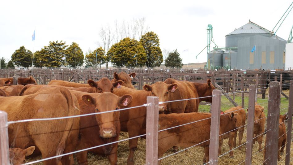 Este martes se venderá la producción de Las Blancas de Delfinagro.