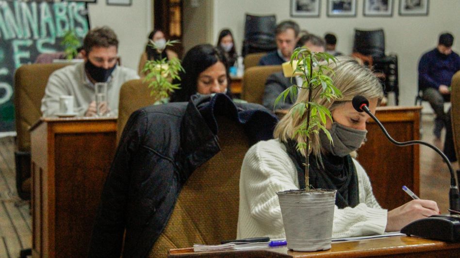 Un grupo de cultivadores y activistas cannabicos llevaron plantines que fueron colocados en las bancas durante el debate.  ANGIE DÍAZ JACQUOT