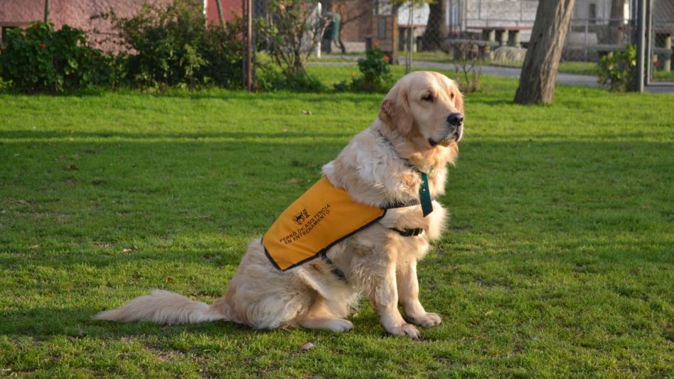 "De a poco se van a empezar a ver   perros de asistencia en la ciudad"