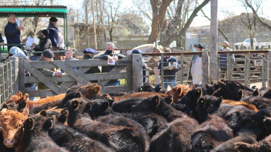 Los terneros que hicieron $44.700/172Kg., en Rauch.