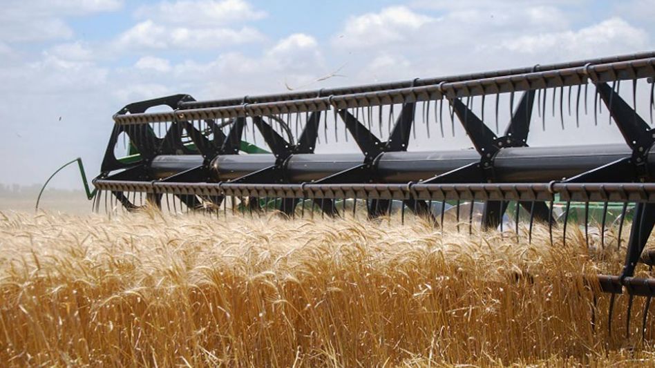 Confirman que, por la baja disponibilidad de agua en el suelo y las capas freáticas, los rindes del cereal disminuirán. TODOAGRO.COM.AR