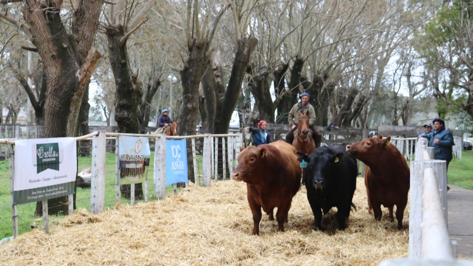 Todo vendido en Tapalqué y $320.000 de promedio por los toros de La Pastoriza. 