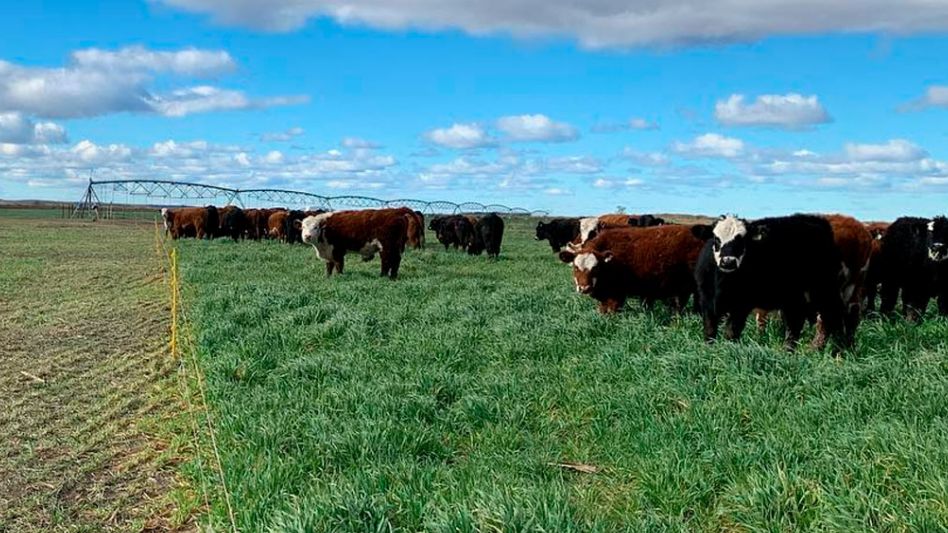 El INTA y el Programa Ganadero de Río Negro promueven la implementación de un manejo integral llamado ganadería regenerativa.