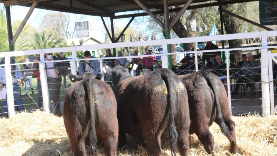 La genética de Las Blancas con 500 animales vendidos en Carlos Casares.