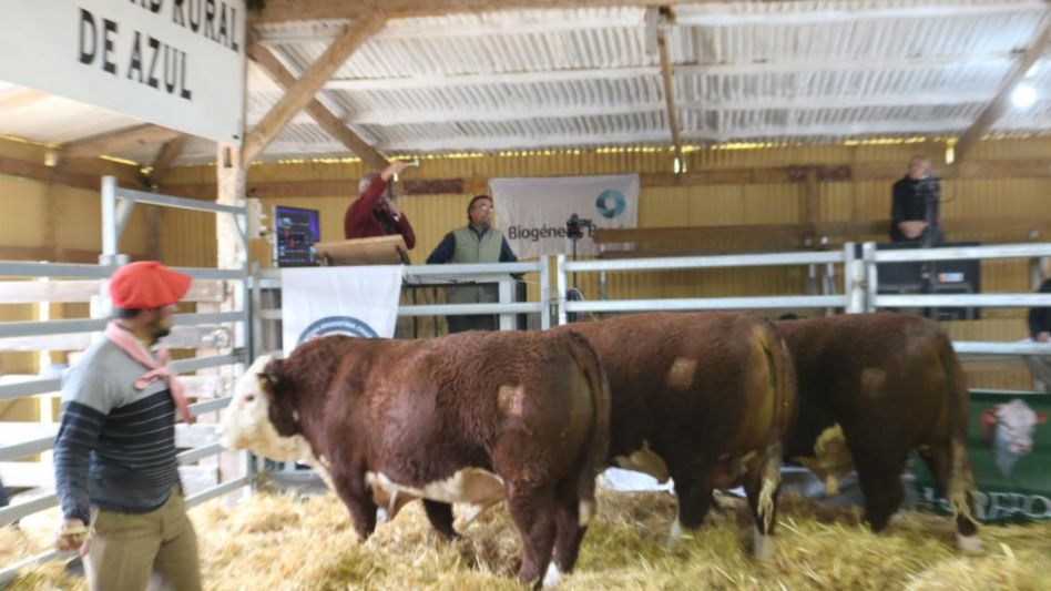 Hasta $480.000 y un promedio de $286.670 por los toros Puros Registrados