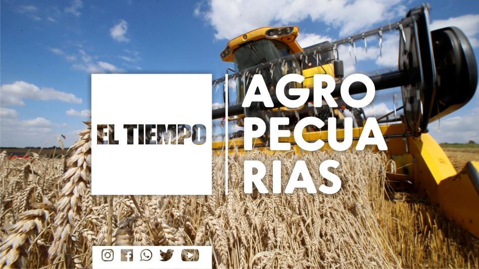 Trigo: 75% del área sembrada está en condiciones "buena a excelente"