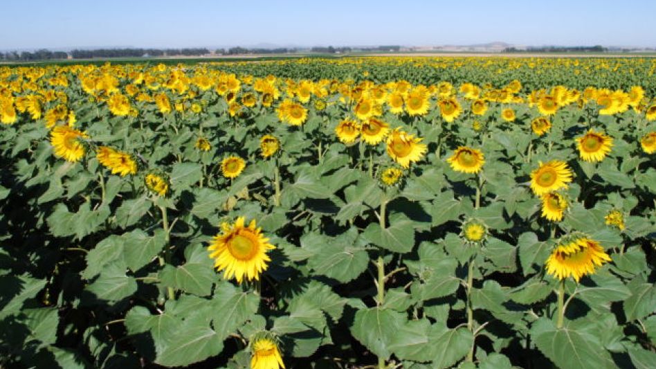 Creció la molienda de girasol en la provincia. DIB
