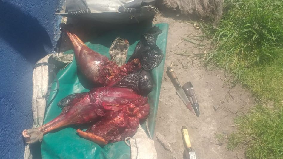Arrestaron a dos cazadores furtivos