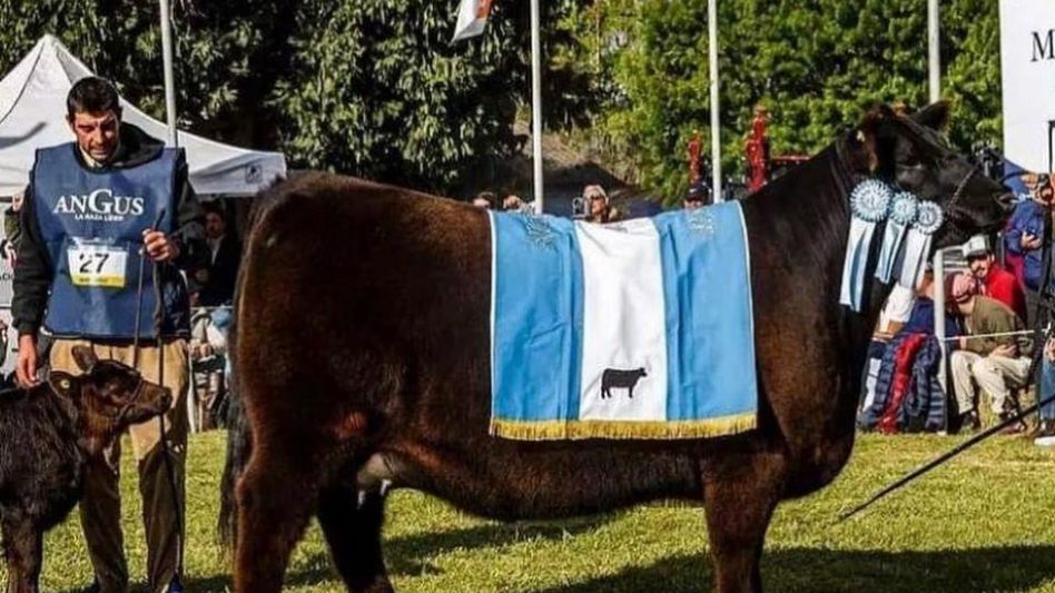 La Gran Campeón Hembra de la cabaña Don José de Mammoliti en la Nacional Angus de Primavera. 