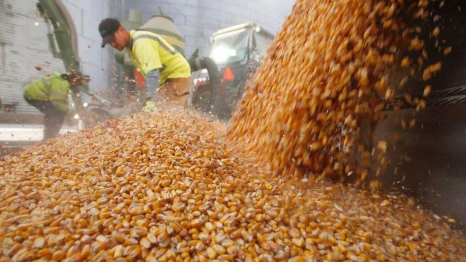 Con el establecimiento de mayores requisitos para aprobar la exportación de maíz de la cosecha 2020/2021, el Ministerio de Agricultura resolvió limitar las declaraciones juradas de ventas al exterior.