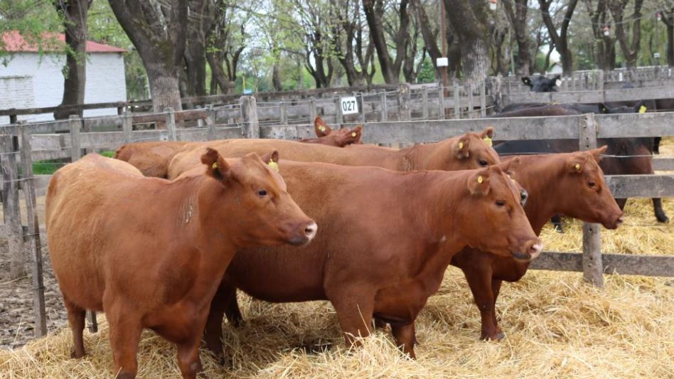 Las vaquillonas de Charles de Guerrero que hicieron punta en la feria de Adolfo Koerner y Cía.  