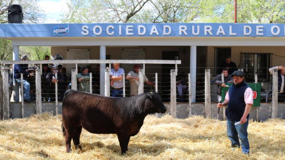 Hasta $280.000 por una ternera PP. en la venta a cargo de Wallace SA., en la Exposición de Olavarría. 