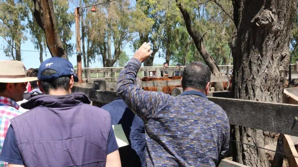 Las manos en alto por vacas y para la industria en Néstor I. Goenaga y Cía., con un máximo de $158.