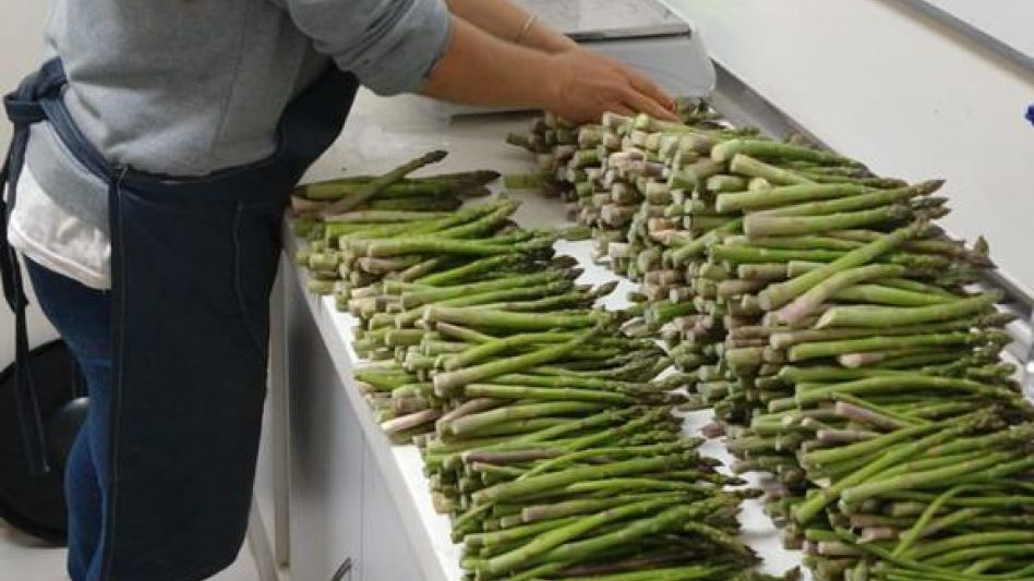 Espárragos de la Facultad de Agronomía 