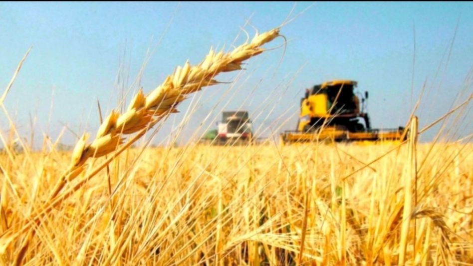 Presentaron nuevas variedades de trigo pan y lotus