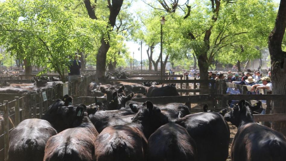 Las vaquillonas MAS y PC que sobresalieron en la venta de Wallace SA.